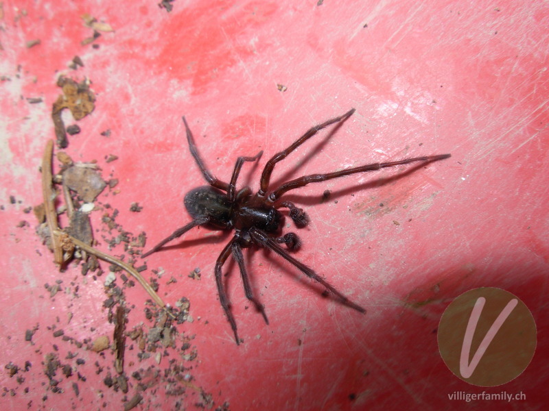 Hausspinne: Übersicht